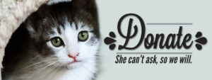 Donate-Cat.jpg